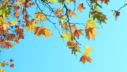 Fototapeta na wymiar Colorful autumn maple leaves on a blue sky background. Golden autumn. Abstract photo. Art photo.