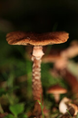 Wild winter mushrooms on forest macro background north germany high quality prints