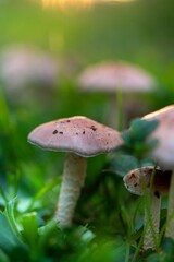 Funghi tra l'erba al tramonto