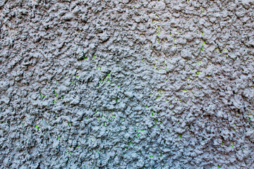 Obraz premium An old dirty brick wall with peeling lilac, in some places pink paint