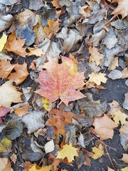 autumn leaves background .