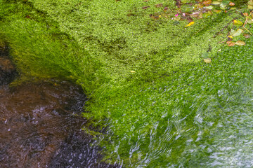 riparian vegetation closeup