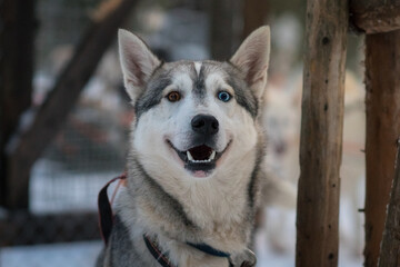 portrait of a siberian husky