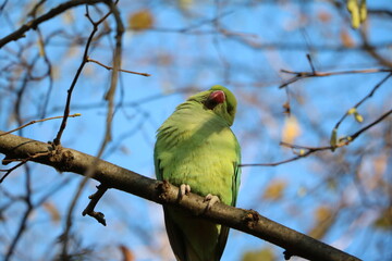 Psittacula krameri sitting in the tree in Hyde Park in London, United Kingdom