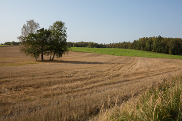 Fototapeta na wymiar City Raiskums, Latvia. Cereal field and hay rollers.