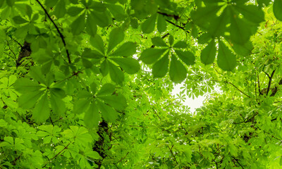 chestnut leaves background