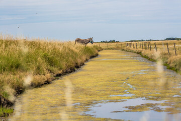 Noirmoutier couleur 42