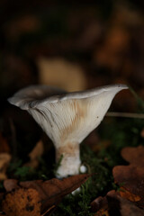 Wild winter mushrooms on forest macro background north germany high quality prints