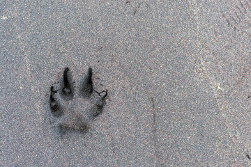 Wild wolf's paw footprint in the sand, background photo with a copy space