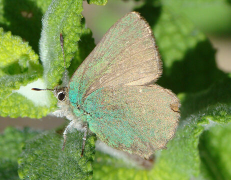 Provence Hairstreak (Tomares ballus)