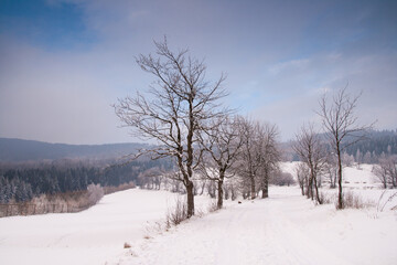 Fototapeta na wymiar winter landscape with trees and snow, trees row covered by frost, czech republic