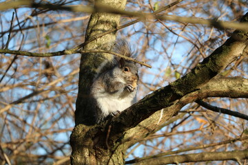 Gray squirrel eats nuts in Hyde Park London, United Kingdom
