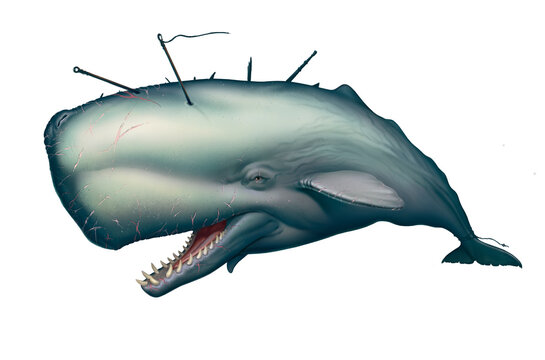 Big sperm albino monster whale realistic illustration isolated. Huge Sperm whale with open mouth and large, sharp teeth.