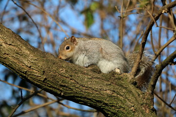Sciurus carolinensis in Hyde Park London, United Kingdom