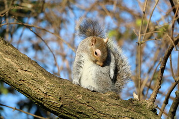Sciurus carolinensis in Hyde Park London, United Kingdom