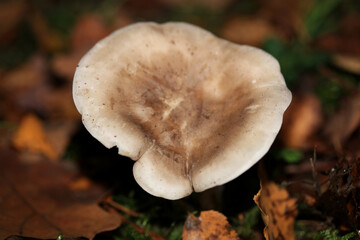 Wild winter mushrooms on forest macro background north germany high quality prints