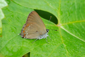 False Ilex Hairstreak (Satyrium esculi)