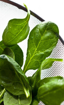 Close up of basil leaves in colander