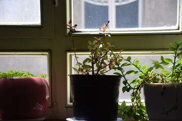 window with plants in pots
