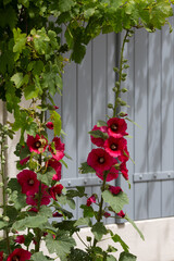 Noirmoutier couleur 45