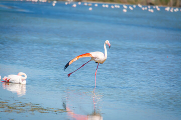 Flamingos in Molentargius lake in Cagliari