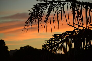 Orange sky and sunset through coconut tree