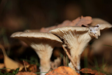 Wild winter mushrooms on forest macro background north germany high quality prints