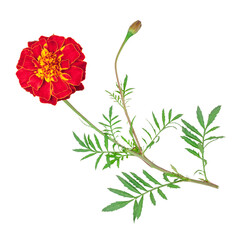 Tagetes, Marigold flowers isolated on the white background, clipping path, top-down