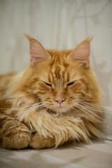 very funny gold big cat maine coon 