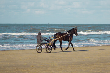 horse on the beach