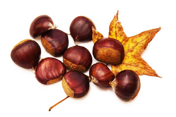 chestnut or chusnut with dry leaves isolated