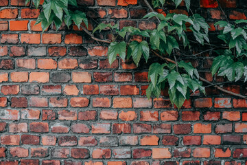 Red brick wall with plants