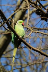Male of Psittacula krameri sitting in the tree in Hyde Park in London, United Kingdom