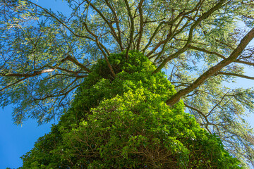 Larch tree overgrown with epiphyte
