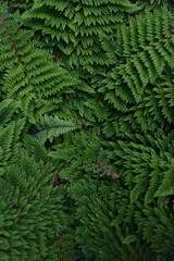 Fern green in the forest texture plant grass