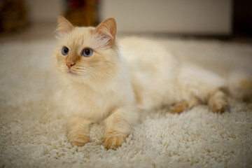 white and brown cat with big blue eyes