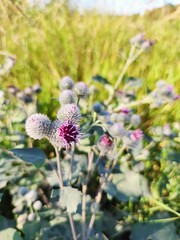 flowers in the garden