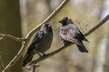 Two individuals of Western jackdaw Coloeus monedula perched on branch