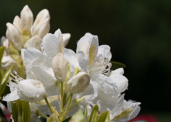 Weiße Blühte mit Tropfen