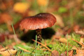 Wild winter mushrooms on forest macro background north germany high quality prints