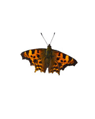 Polygonia C-album butterfly, known as the comma, on white background.