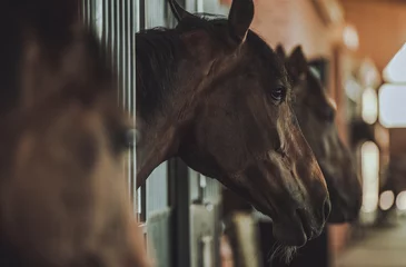 Fotobehang Horses Inside Equestrian Facility Boxes © Tomasz Zajda