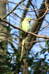 Male of wild Ring-necked Parakeet in Hyde Park London, United Kingdom