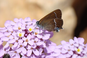 Blue-spot Hairstreak (Satyrium spini)
