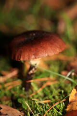 Wild winter mushrooms on forest macro background north germany high quality prints