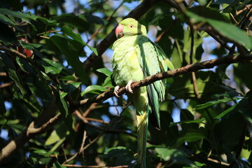 Rose-ringed Parakeet sitting in the tree in Hyde Park in London, United Kingdom
