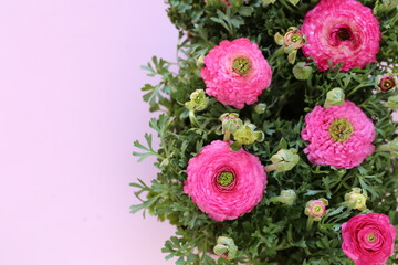 Ranunculus flower.buttercup flowers.floral background. pink ranunculus flowers set on pink background. Floral card with delicate flowers.Wedding day, mother's day and women's day.copy space