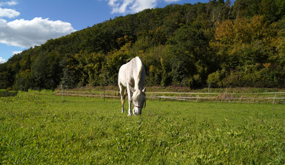 White horse on pasture with mountain and blue sky background