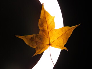 maple leaf on black background, light