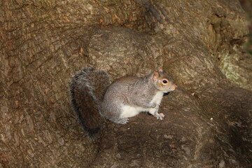 Sciurus carolinensis in Hyde Park London, United Kingdom